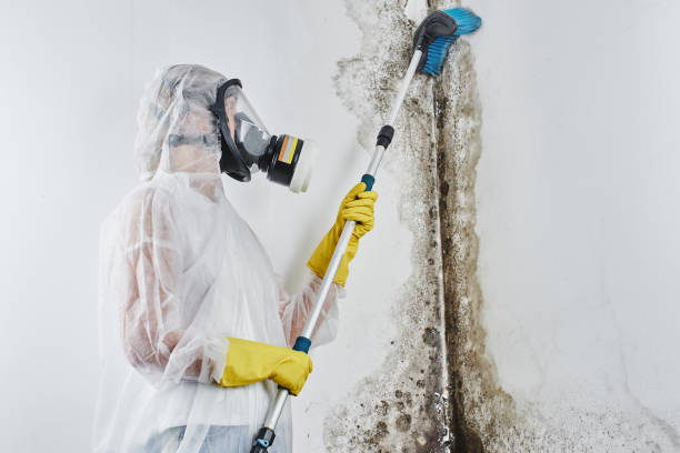 Attic Mold Removal in Philipsburg, PA