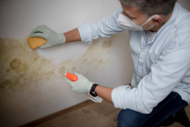 Best Residential Mold Removal  in Philipsburg, PA
