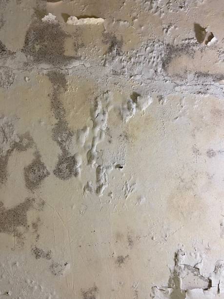Best Office Mold Removal Services  in Philipsburg, PA