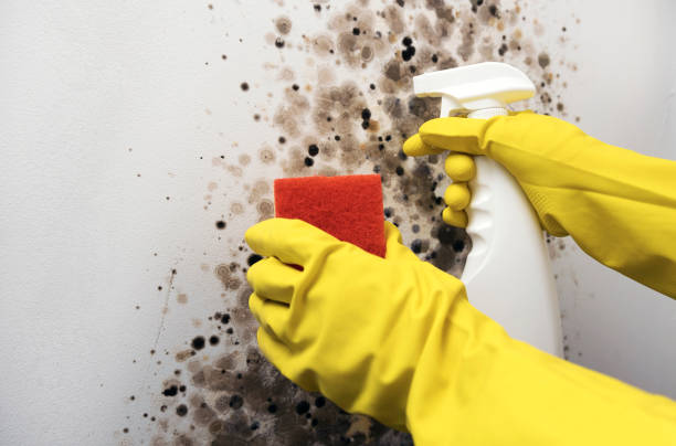 Trusted Philipsburg, PA Mold Removal Experts